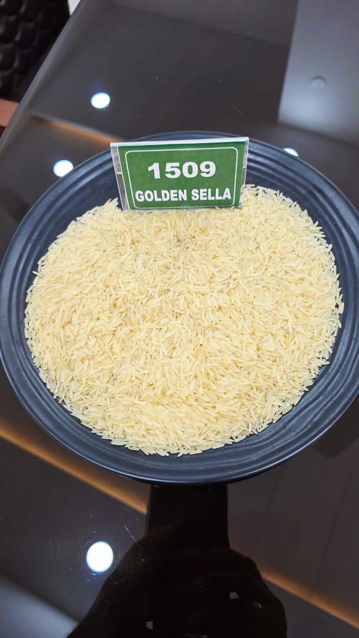 1509 Golden Sella